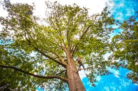 Best Tree Trimming and Pruning  in Blackhawk, CA