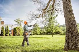 Best Stump Grinding and Removal  in Blackhawk, CA