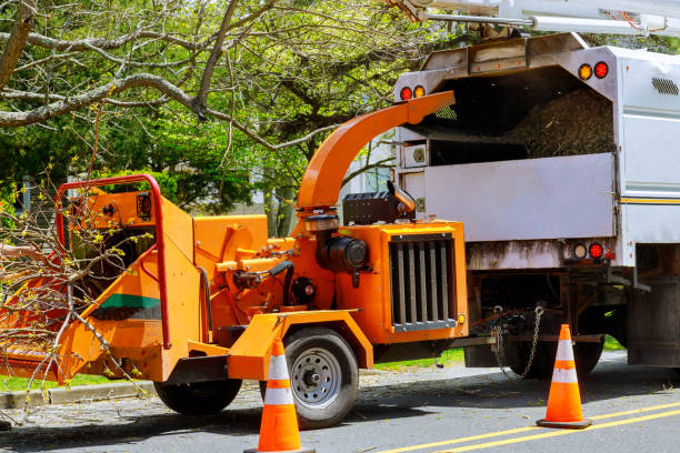 Best Leaf Removal  in Blackhawk, CA