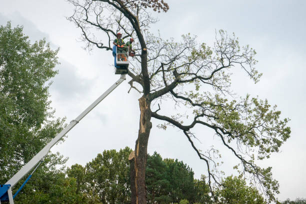 Best Tree Mulching  in Blackhawk, CA