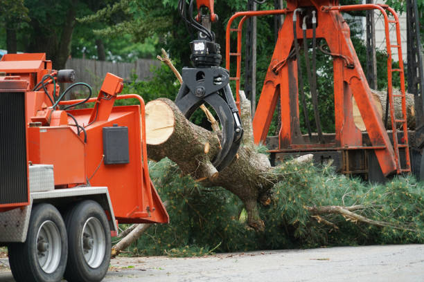 Best Stump Grinding and Removal  in Blackhawk, CA