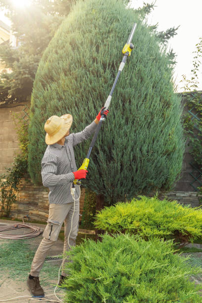 Best Tree Disease Treatment  in Blackhawk, CA