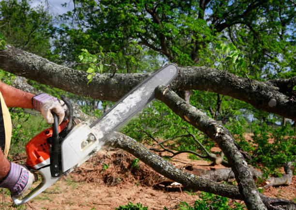 Best Hazardous Tree Removal  in Blackhawk, CA